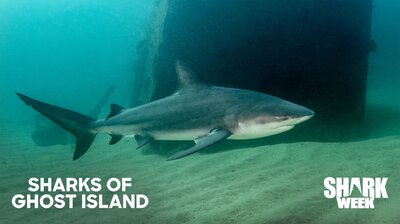 Sharks of Ghost Island