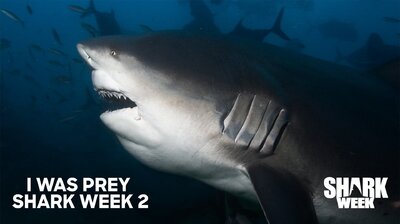 I Was Prey: Shark Week 2