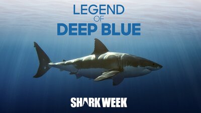 Legend of Deep Blue