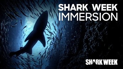 Shark Week Immersion
