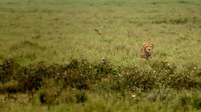 Man vs. Cheetah