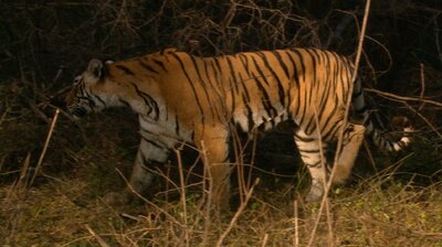 The World's Most Famous Tiger