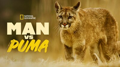 Man vs Puma