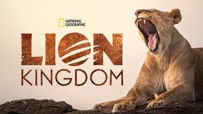 Lion Kingdom