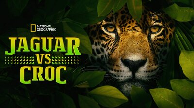 Jaguar vs Croc