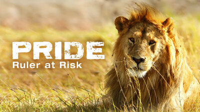 Pride: Ruler At Risk (Part 2)
