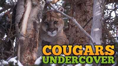 Cougars Undercover