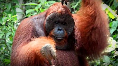 40. Орангутан: не создан для семейной жизни (Индонезия о.Борнео)