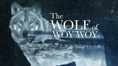The Wolf of Woy Woy
