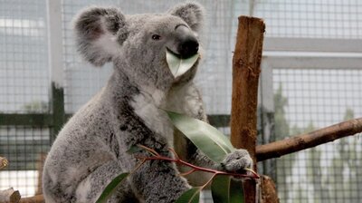 Koala-ty Time