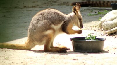Wallaby Welcome