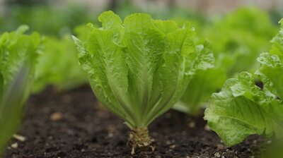 Inside Martha's Vegetable Greenhouse; Seed Starting