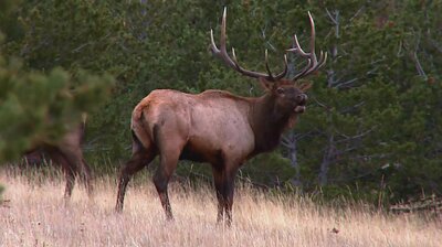 Protecting Montana's Wild