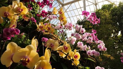 The Incredible World of Orchids