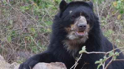 Realm of the Spectacled Bear