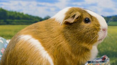 The Great Guinea Pig Brother Scandal