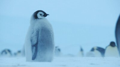 Antarctica Mewn Perygl