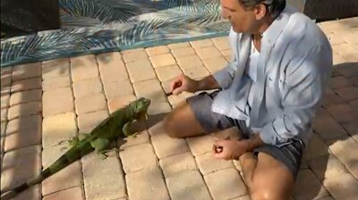 Feuding Neighbors: Stop Feeding the Iguanas!