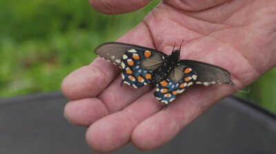 The Butterfly Keeper