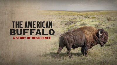 The American Buffalo: A Story of Resilience