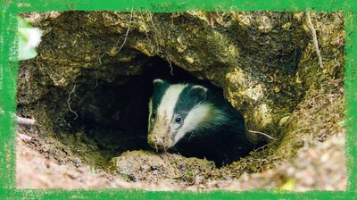 A Badger's Home: Dens and Setts