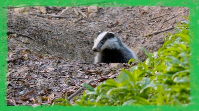 The Bluebelle Badger Clan Explore!