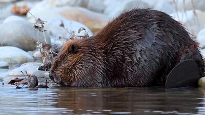 Eager Beavers