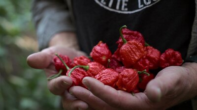 And the Hottest Pepper is…