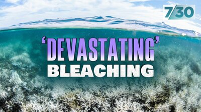 'Devastating' Bleaching