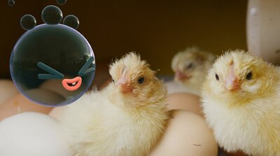 Chickens