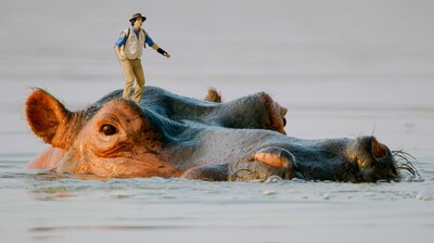 Andy and the Hippos