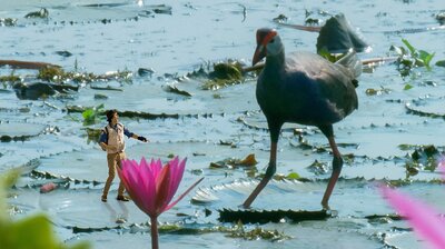Andy and the Purple Swamphen