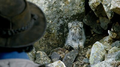 Andy and the Pallas's Cats