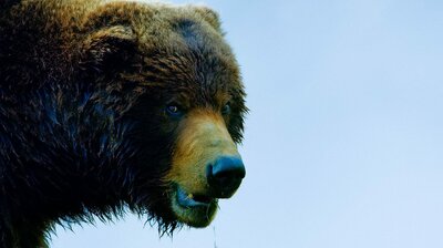 Andy and the Kamchatka Brown Bears