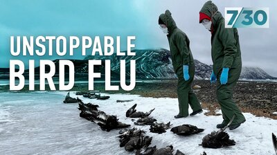Unstoppable Bird Flu
