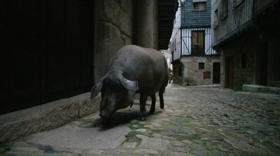 Pig