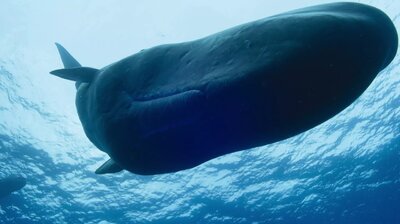 Giants of the Deep