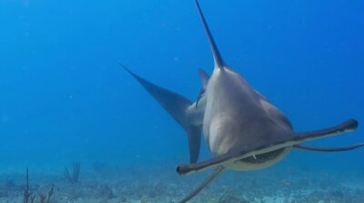 Hammerhead Highway