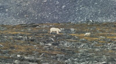 Kingdom of the Polar Bear