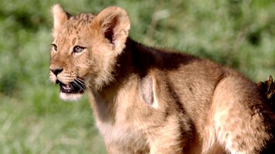 Pint-Sized Predators