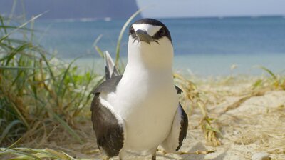 The Subtropical Zone
