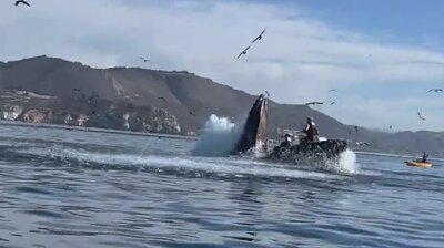 Whale Eats Kayakers, Trucks vs. Trains, Flames & Cranes & Historic Eiffel Tower Jump