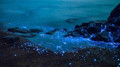 What Makes The "Northern Lights of the Sea" So Magical?