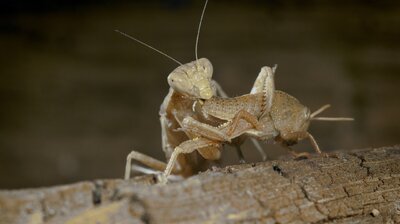 Exterminators