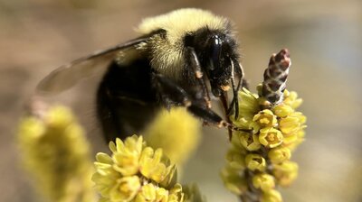 Why Bumble Bees Are the Fuzzy Heroes We Need