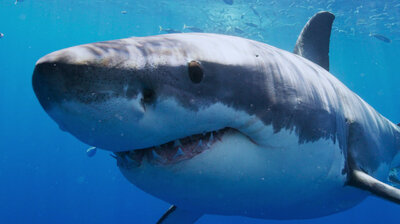 Chum and Get It!