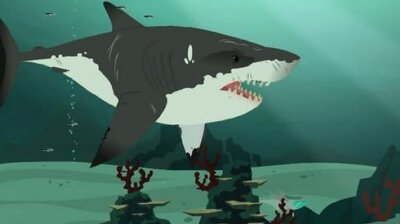 Stuck on Sharks