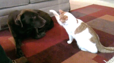Top 10 Cat Attacks