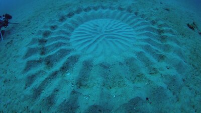 Infrared UFO Attack, Human Bear, & Underwater Crop Circles