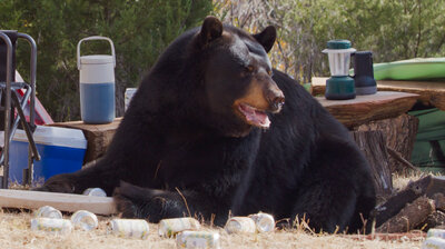 Drunk Bears